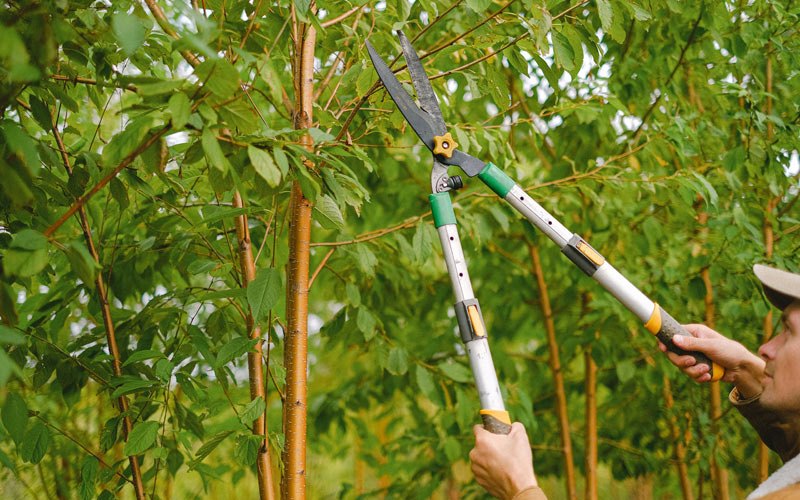 Tree trimming in Emmonak, AK